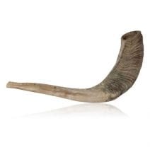 Judaica Shofar Ram Horn Kosher Israel