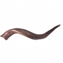 Yemenite Shofar Kudu Horn- Half Polished Mini