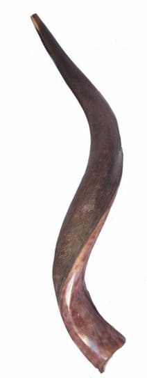 Yemenite Shofar Kudu Horn- Half Polished Mini