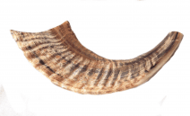 Shofar in Light Brown Natural Color from Ram Horn Half Polished 12