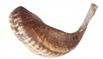 Ram Horn Shofar Light Brown Natural Color Half Polish 15" 
