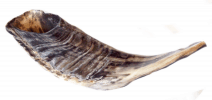 Ram Horn Shofar Black and White Natural Color Half Polish 12