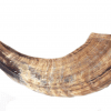 Shofar in Light Brown Natural Color from Ram Horn Half Polished 12"