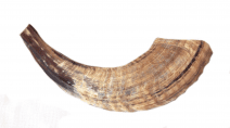 Shofar in Light Brown Natural Color from Ram Horn Half Polished 12