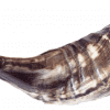 Ram Horn Shofar Black and White Natural Color Half Polish 12"