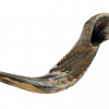 Ram Horn Shofar Half Polished 18.9"-21.7"