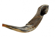 Ram Horn Shofar Half Polished 18.9"-21.7"