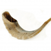 Ram Horn Shofar Polish 18.9"-21.7"