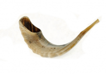 Ram Horn Shofar Natural Color Polished -18.9