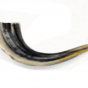 Ram Horn Shofar  Natural Color Polished 11.4"-13"