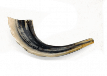 Ram Horn Shofar  Natural Color Polished 11.4"-13"