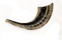 Ram Horn Shofar  Natural Color  Half Polished -9.4