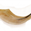 Ram Horn Shofar Natural Color Polished -9.4"- 11