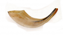 Ram Horn Shofar Natural Color Polished -9.4"- 11
