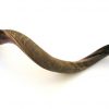Yemenite Shofar Kudu Horn- Half Polished XX Large