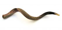 Yemenite Shofar Kudu Horn- Half Polished XX Large