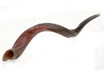 Yemenite Shofar Kudu Horn- Half Polished Large
