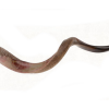 Yemenite Shofar Kudu Horn- Half Polished Ex Large