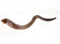 Yemenite Shofar Kudu Horn- Half Polished Ex Large