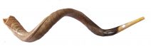 Yemenite Shofar Kudu Horn- Half Polished Jumbo