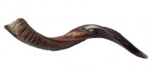 Yemenite Shofar Kudu Horn- Half Polished Small - Medium